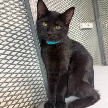 Domestic Short Hair Cats Available for Adoption - Anubis | PetCurious