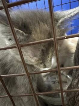 A825786 -  Domestic Short Hair Cat for Adoption in San Antonio, Texas - A825786 | PetCurious