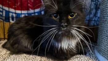Boba -  Domestic Long Hair Cat Available for Adoption in Georgina, Ontario - Boba | PetCurious
