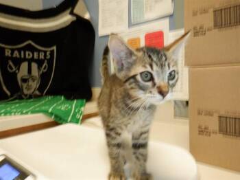 PINE -  Domestic Short Hair Cat for Adoption in San Jose, California - PINE | PetCurious