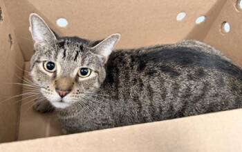 Mason -  Domestic Short Hair Cat for Adoption - Mason | PetCurious