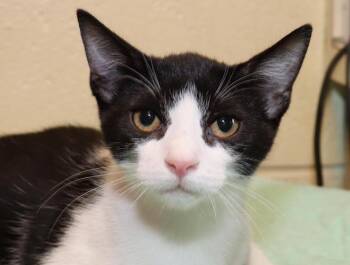 Isaac -  Domestic Short Hair Cat for Adoption in Euclid, Ohio - Isaac | PetCurious