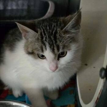 Rescue Domestic Short Hair Cats for Adoption in Las Vegas, Nevada - Taco Bell Cat OS Rez AZ | PetCurious