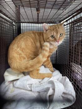 Jim -  Domestic Short Hair Cat for Adoption in Austin, Texas - Jim | PetCurious