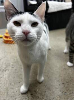 Brooke -  Domestic Short Hair Cat for Adoption in Morristown, New Jersey - Brooke | PetCurious