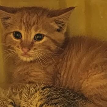 Dante -  Domestic Short Hair Cat for Adoption in Manhattan, Kansas - Dante | PetCurious