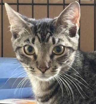 Marshall Mathers aka Eminem -  Domestic Short Hair Cat for Adoption in Bellmawr, New Jersey - Marshall Mathers Aka Eminem | PetCurious