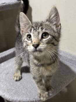 Rescue Domestic Short Hair Cats for Adoption in East Hanover, New Jersey - Maple | PetCurious
