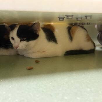 Domestic Short Hair Cats Available for Adoption in Norman, Oklahoma - Molly | PetCurious