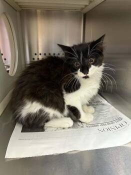 ROSE -  Domestic Short Hair Cat for Adoption in St. Peters, Missouri - ROSE | PetCurious