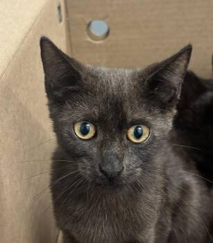 Western -  Domestic Short Hair Cat for Adoption - Western | PetCurious