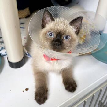 Lodgepole Pine -  Domestic Medium Hair and Domestic Short Hair Cat for Adoption in Woodinville, Washington - Lodgepole Pine | PetCurious