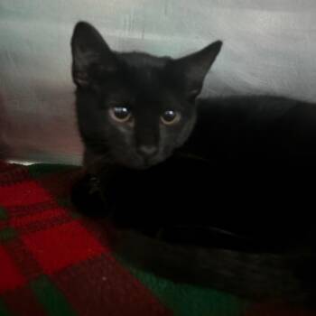 Domestic Short Hair Cats Available for Adoption in Lakeland, Florida - Galinda | PetCurious