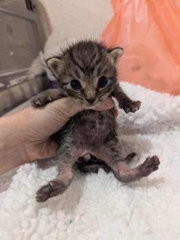 Justin Biefur -  Tabby and Domestic Short Hair Cat for Adoption in Fremont, California - Justin Biefur | PetCurious