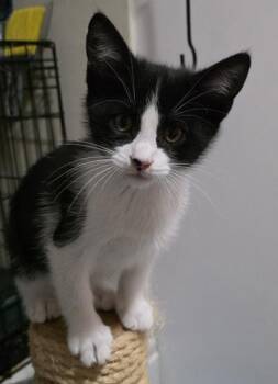 Cotton -  Domestic Short Hair Cat for Adoption in Dubuque, Iowa - Cotton | PetCurious