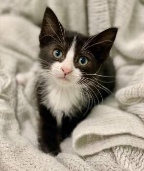 Domestic Short Hair Cats Available for Adoption in Decorah, Iowa - Giovanna | PetCurious