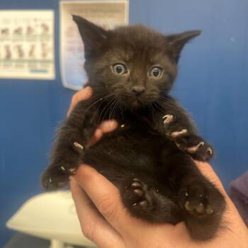 Domestic Short Hair Cats Available for Adoption in Summerlee, West Virginia - Bonnie | PetCurious
