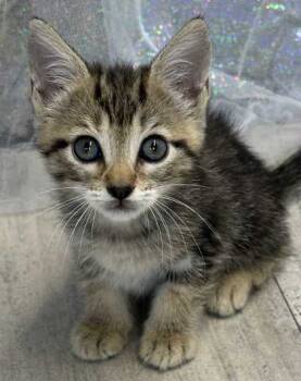 Rescue Domestic Short Hair Cats for Adoption in Shreveport, Louisiana - Beignet | PetCurious