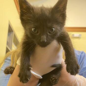Domestic Short Hair Cats Available for Adoption in Lynchburg, Virginia - Piplup | PetCurious