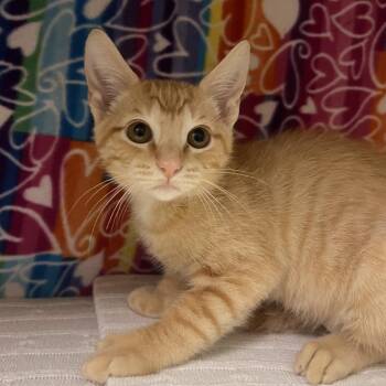 Davrin -  Domestic Short Hair Cat for Adoption - Davrin | PetCurious