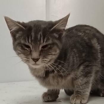 Domestic Medium Hair Cats Available for Adoption - Katie | PetCurious