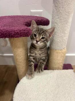 Pepper -  Domestic Short Hair Cat for Adoption in St. George, Utah - Pepper | PetCurious