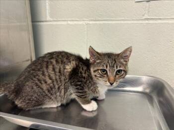 Rescue Domestic Short Hair Cats for Adoption in Rancho Cucamonga, California - FISH | PetCurious