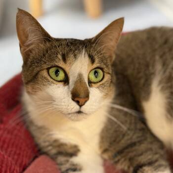 Rescue Domestic Short Hair Cats for Adoption - Duchess | PetCurious