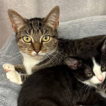 Rescue Domestic Short Hair Cats for Adoption in Los Angeles, California - Daiya | PetCurious