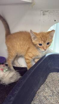 Odin ~ Barncat/Shopcat -  Domestic Short Hair Cat for Adoption in Rochester, Indiana - Odin ~ Barncat/Shopcat | PetCurious