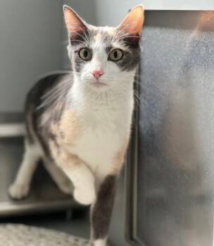 Domestic Short Hair Cats Available for Adoption in Elko, Nevada - 60925333 | PetCurious