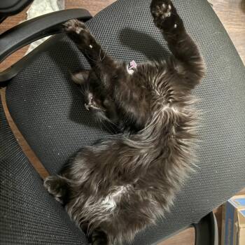 Domestic Long Hair Cats Available for Adoption in Midland, Texas - Pinkie | PetCurious
