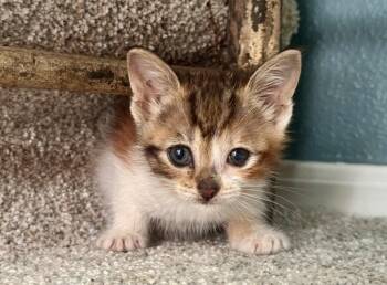 American Shorthair Cats Available for Adoption in Beaverton, Oregon - Reya | PetCurious