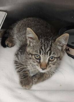 Domestic Short Hair Cats Available for Adoption in Hartsville, South Carolina - Mister Gigglesworth | PetCurious