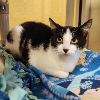 Isabella -  Domestic Short Hair Cat Available for Adoption - Isabella | PetCurious