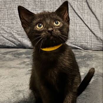 Rescue Domestic Short Hair Cats for Adoption in Puslinch, Ontario - Zara (Yellow Collar) | PetCurious