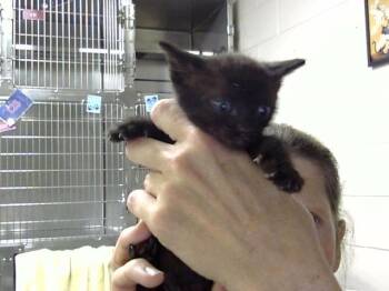 A186363 -  Domestic Short Hair Cat for Adoption in Pasadena, Texas - A186363 | PetCurious