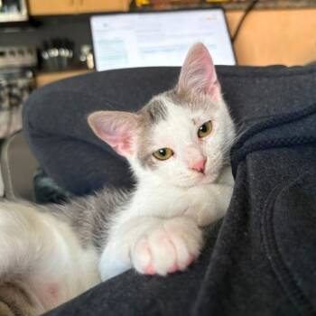 Rescue Domestic Short Hair Cats for Adoption in San Diego, California - Scythe | PetCurious