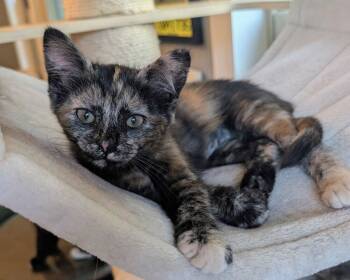 Cinnamon -  Domestic Short Hair Cat for Adoption in Dayton, Ohio - Cinnamon | PetCurious