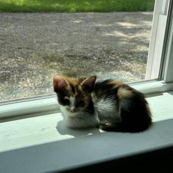 Peanut -  Domestic Short Hair Cat for Adoption in Pittsburg, Kansas - Peanut | PetCurious