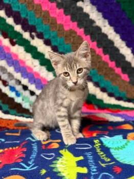 Matcha -  Domestic Short Hair Cat for Adoption in Visalia, California - Matcha | PetCurious