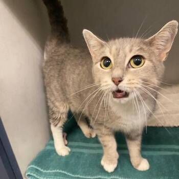 Ivy -  Domestic Short Hair Cat for Adoption in Dayton, Ohio - Ivy | PetCurious