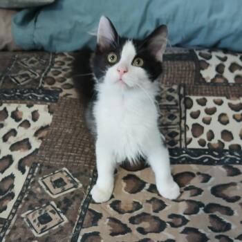 Cider -  Domestic Medium Hair Cat for Adoption in Bentonville, Arkansas - Cider | PetCurious