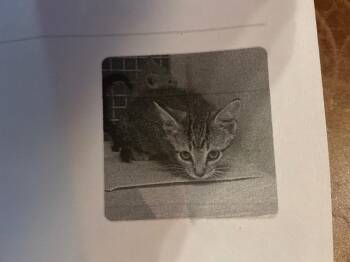 Arizona -  Domestic Short Hair Cat for Adoption in Tulsa, Oklahoma - Arizona | PetCurious