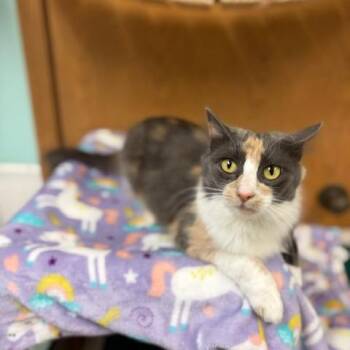 Galatea -  Domestic Short Hair Cat for Adoption in Fargo, North Dakota - Galatea | PetCurious