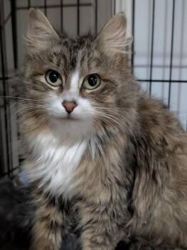 Evangeline -  Domestic Long Hair Cat for Adoption in Duxbury, Massachusetts - Evangeline | PetCurious