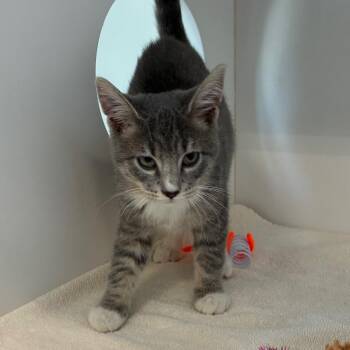 Nottingham -  American Shorthair Cat for Adoption in Greensboro, North Carolina - Nottingham | PetCurious
