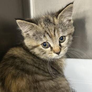 Domestic Medium Hair Cats Available for Adoption in Falls Church, Virginia - Fae | PetCurious