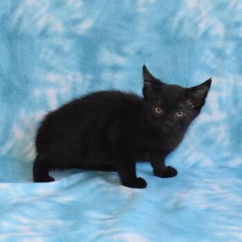 Binx -  Domestic Short Hair Cat for Adoption in Eureka, California - Binx | PetCurious