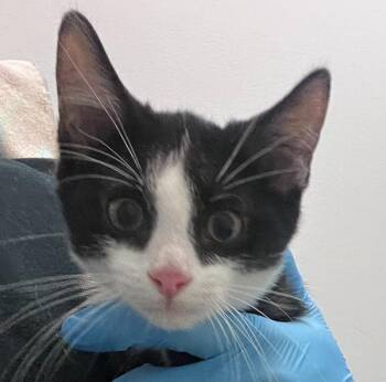 Tippy -  Domestic Short Hair Cat for Adoption in Golden, Colorado - Tippy | PetCurious